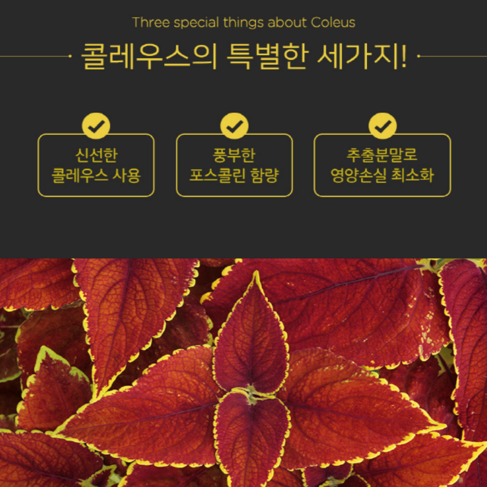 콜레우스 포스콜리 추출분말 - 상세 이미지 3