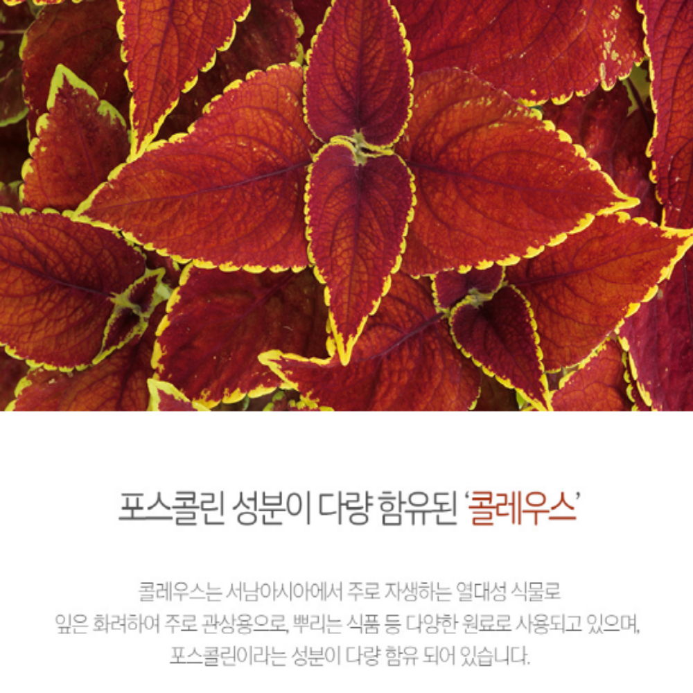 콜레우스 포스콜리 추출분말 - 상세 이미지 4