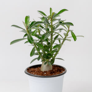 바오밥나무 석화 키우기쉬운 반려식물 음지 화분 플랜테리어 소형 실사용 후기 | 효과 있을까? - 상품 이미지 2