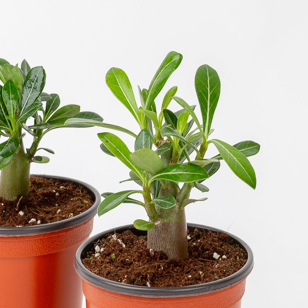 바오밥나무 석화 키우기쉬운 반려식물 음지 화분 플랜테리어 소형