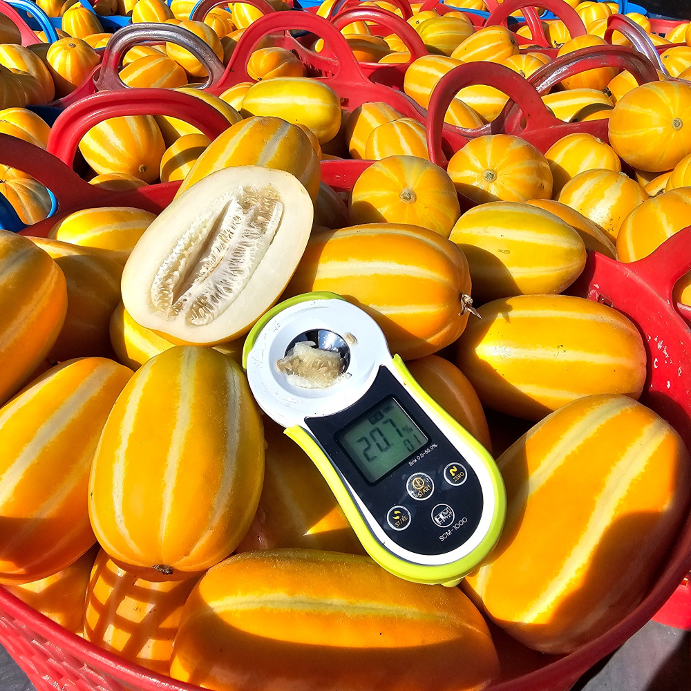 성주참외 참외 꼬마 못난이참외 10kg 이미지 4