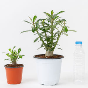 바오밥나무 석화 키우기쉬운 반려식물 음지 화분 플랜테리어 소형 실사용 후기 | 효과 있을까? - 상품 이미지 3