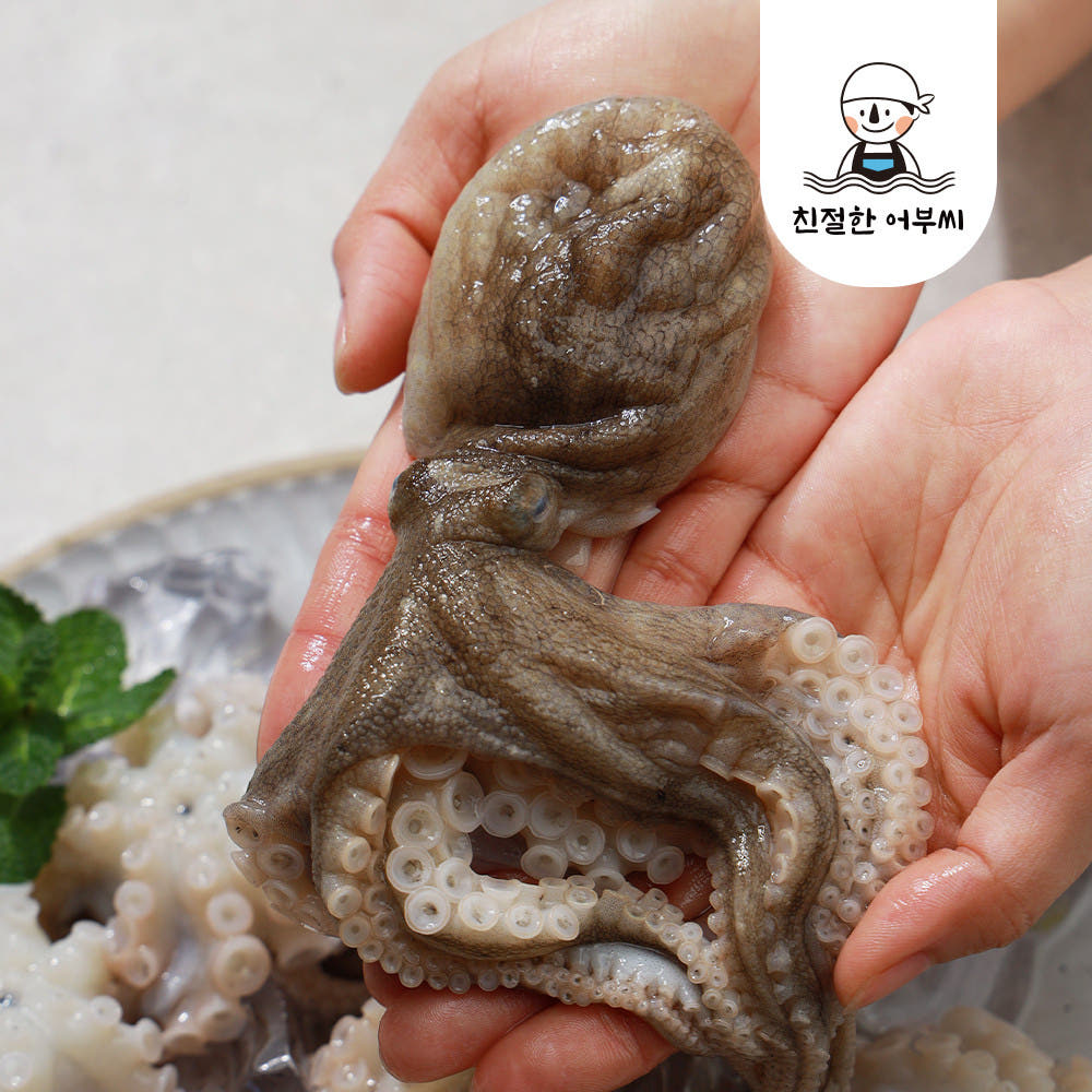 국내산 생물 활 쭈꾸미