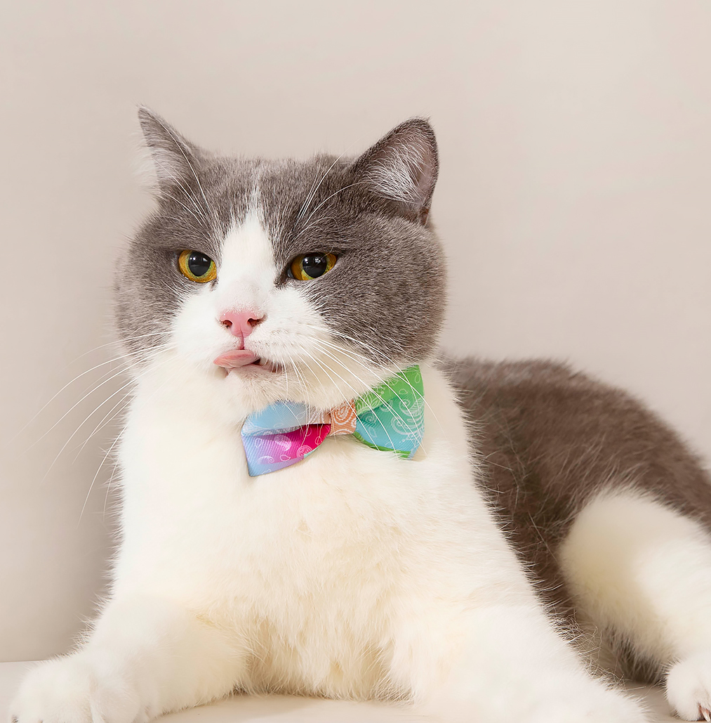 펫쭈 강아지 고양이 케이프 리본 나비넥타이 레인보우