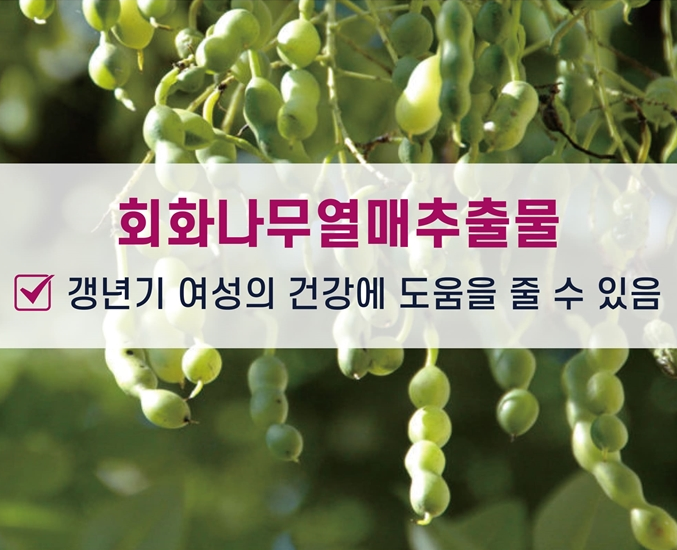 소포리코사이드 회화나무 추출물 열매 갱년기에좋은 폐경기 영양제 - 상세 이미지 5