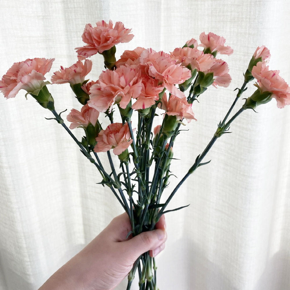 생화 스프레이 카네이션 반단 어버이날 스승의날 꽃배달싼곳