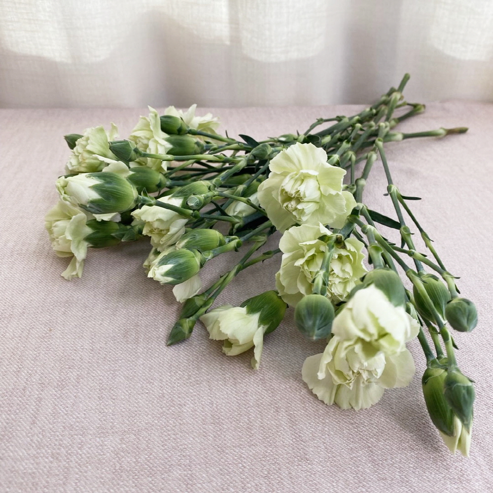 생화 스프레이 카네이션 반단 어버이날 스승의날 꽃배달싼곳