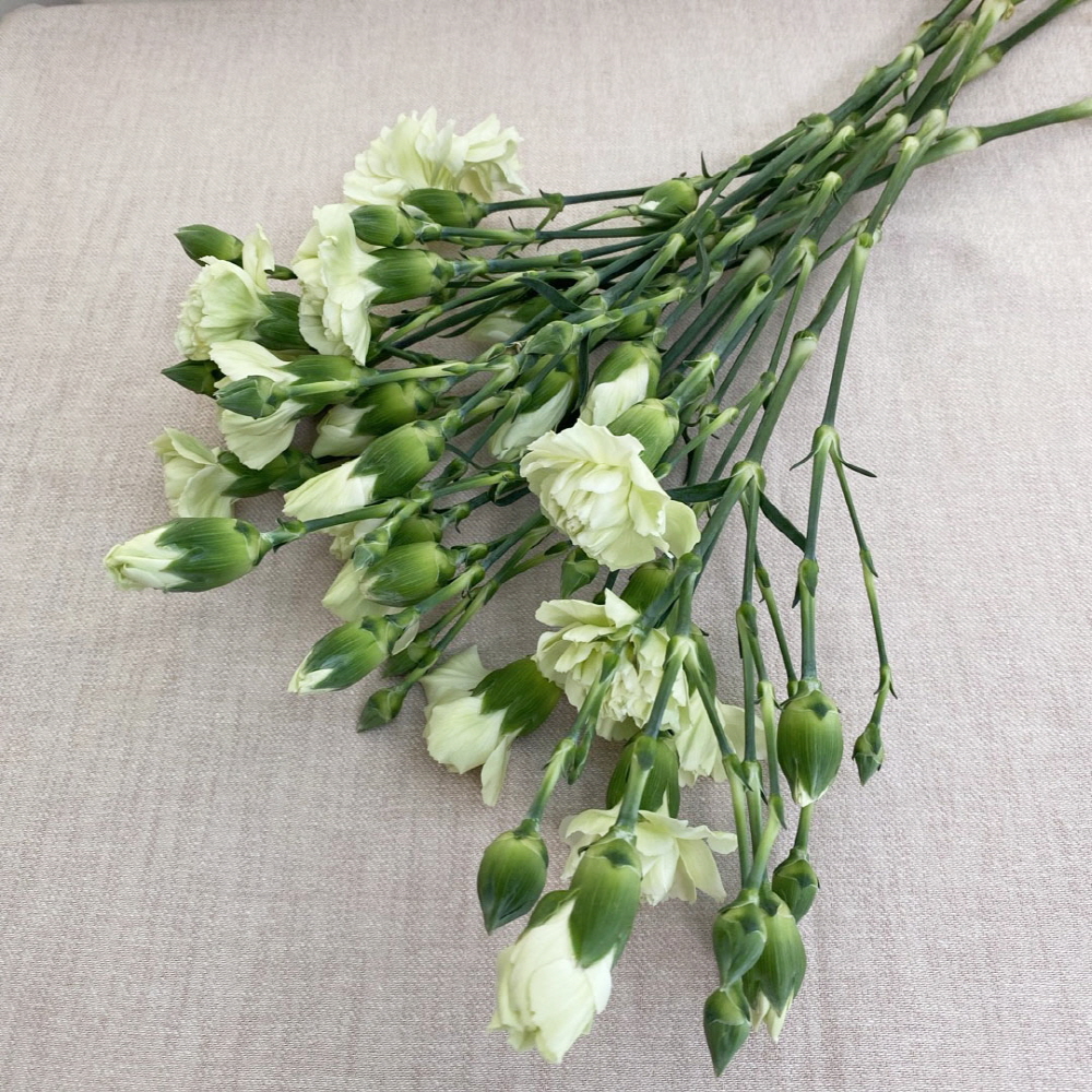 생화 스프레이 카네이션 반단 어버이날 스승의날 꽃배달싼곳