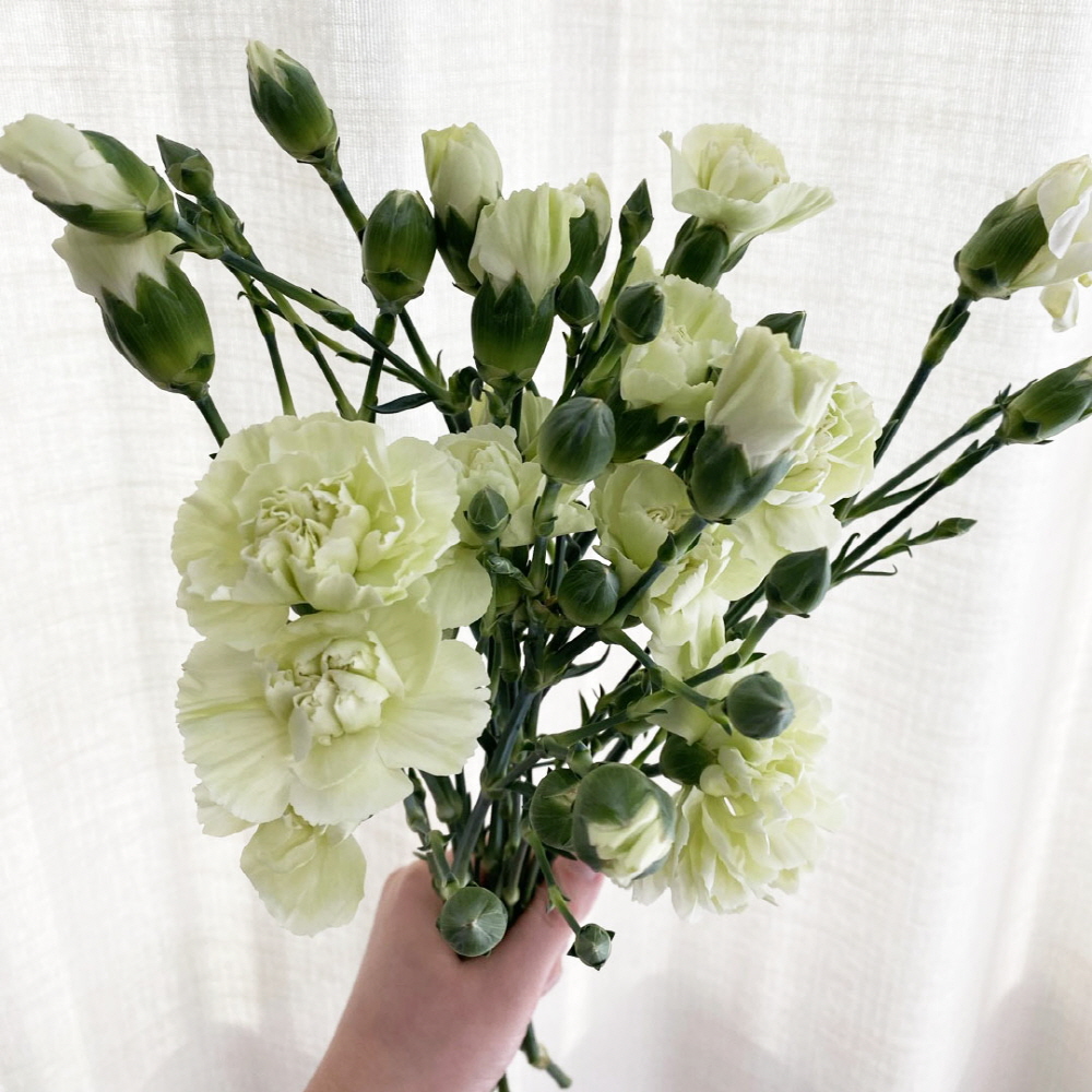 생화 스프레이 카네이션 반단 어버이날 스승의날 꽃배달싼곳