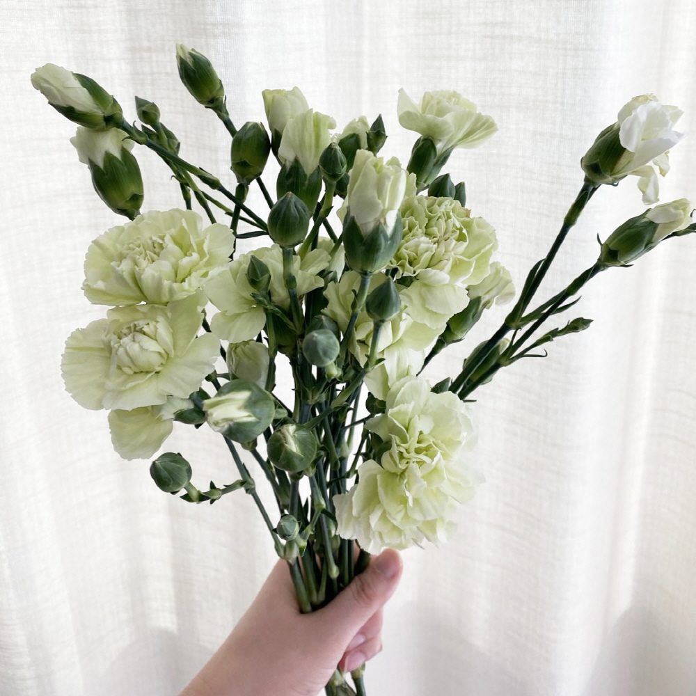 생화 스프레이 카네이션 반단 어버이날 스승의날 꽃배달싼곳