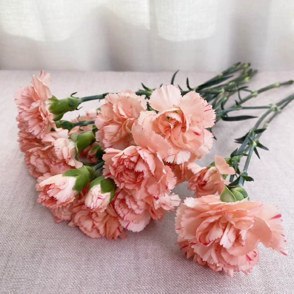 생화 스프레이 카네이션 반단 어버이날 스승의날 꽃배달싼곳