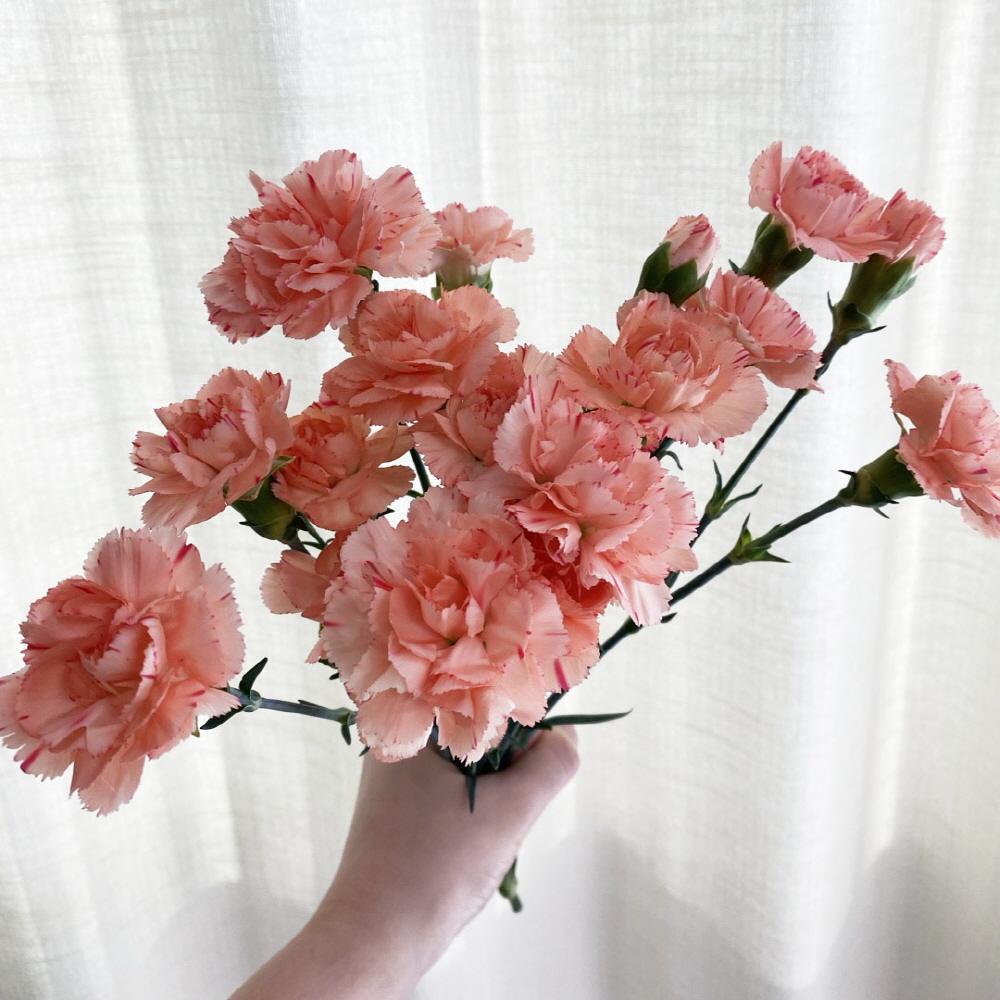 생화 스프레이 카네이션 반단 어버이날 스승의날 꽃배달싼곳