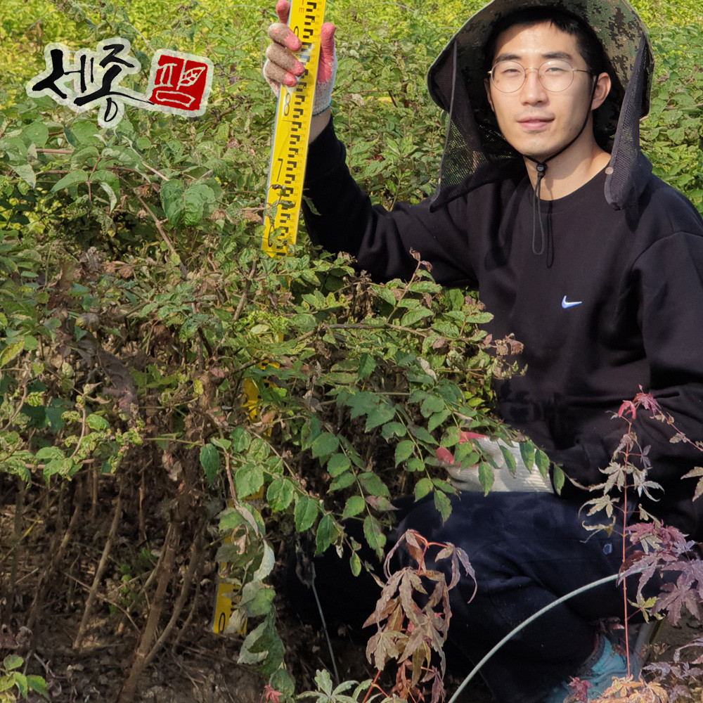 민두릅나무 묘목 20~40cm 가시없는 두릅 이미지 3