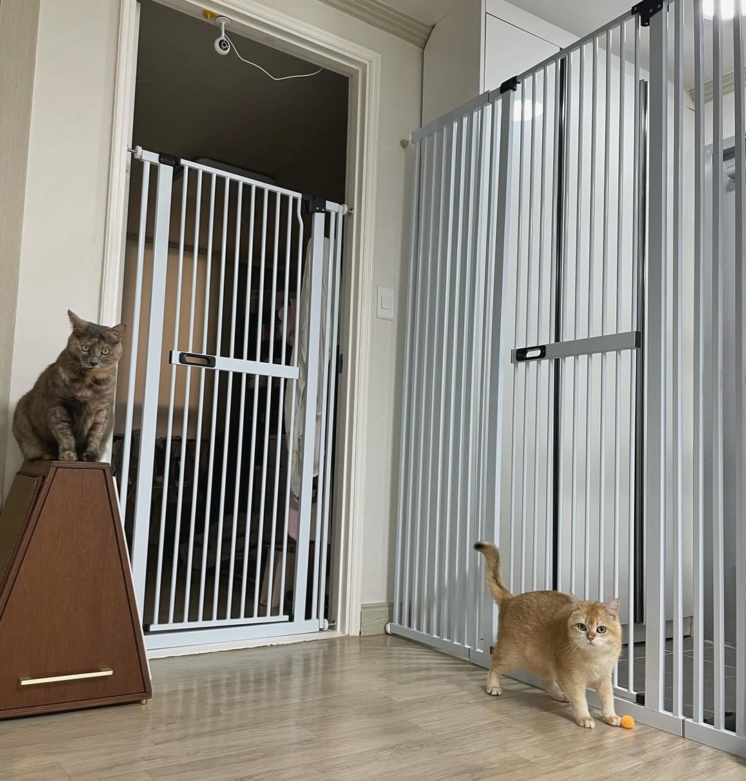 아토주 가두리 150cm 180cm 대형 고양이 방묘문 방묘창 애견 안전문 견 펫 캣 도어
