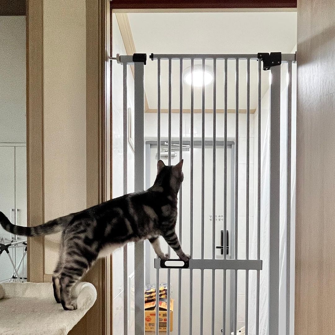 아토주 가두리 150cm 180cm 대형 고양이 방묘문 방묘창 애견 안전문 견 펫 캣 도어