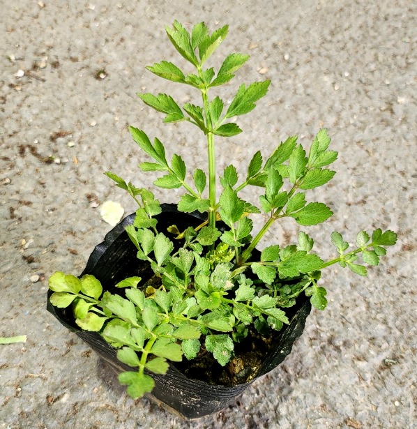 돌미나리 모종 후기, 청년모종, 텃밭 가꾸기, 베란다 텃밭, 싱싱한 미나리, 월동 미나리