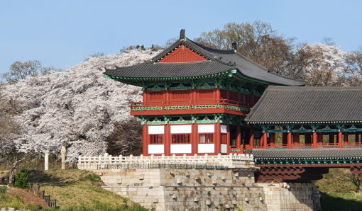 KTX 경주 보문단지 벚꽃축제 당일 기차여행 (보문단지 황리단길 첨성대 대릉원 국내 패키지) : 청송관광여행사