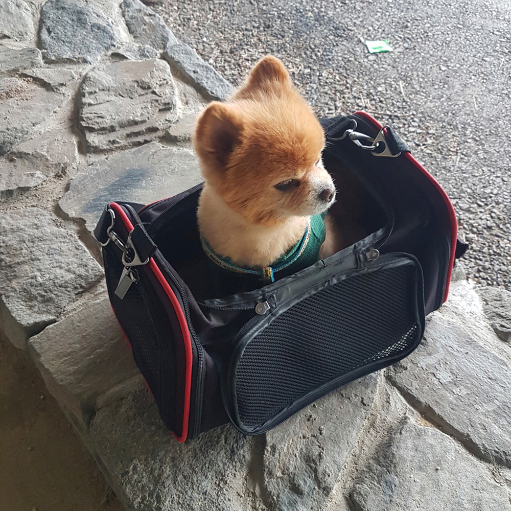 강아지 가방 이동가방 캐리어 애견 반려견 애완견 기내용 산책 이동장 이미지 7