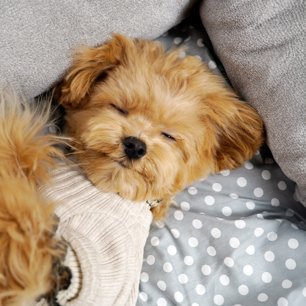 개과천선 푸잇 강아지 방석 애견 고급 도트 소파 고양이 꿀잠 침대 논슬립 손잡이 그레이 - 상세 이미지 4