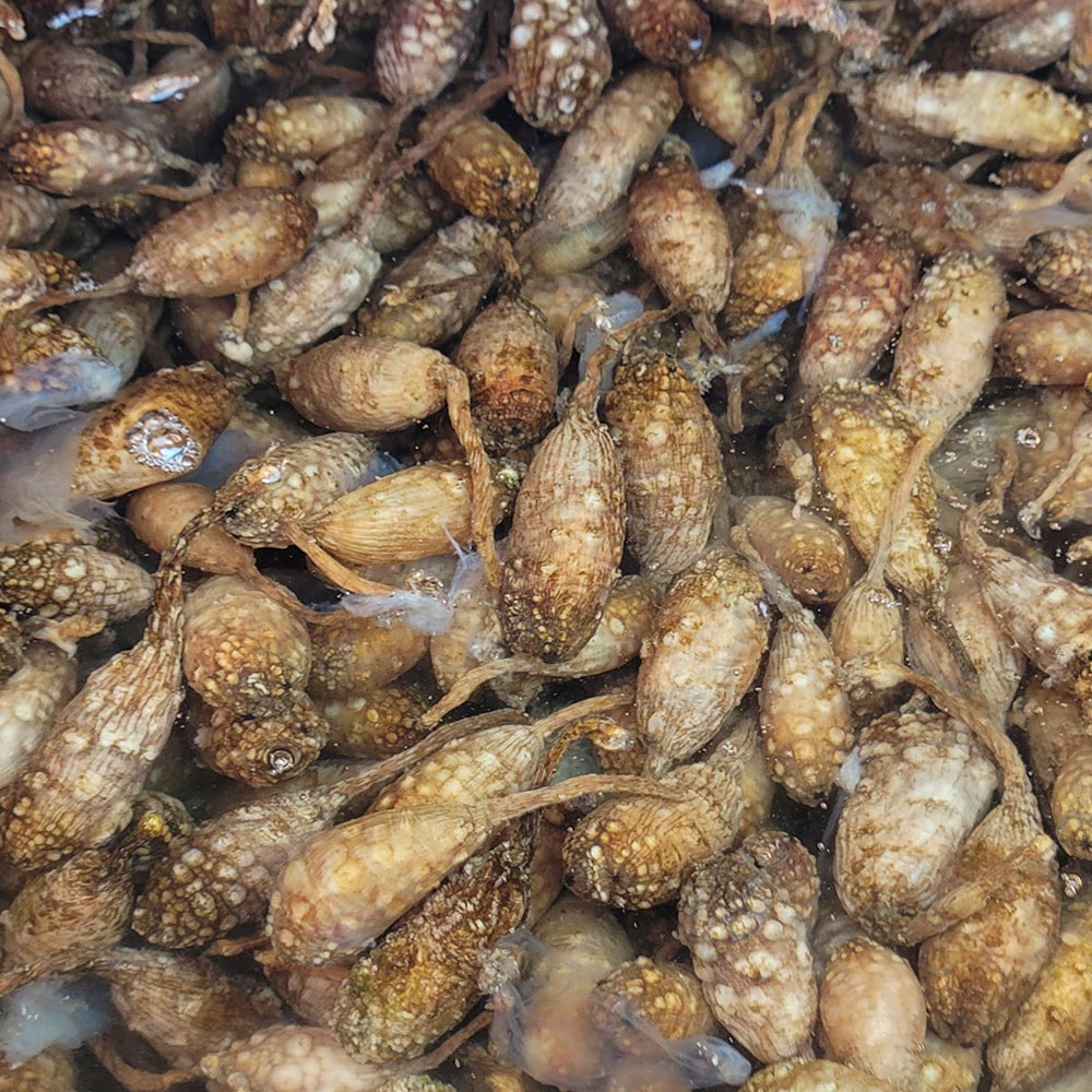 산지직송 당일조업 생물 오만둥이 1kg - 상세 이미지 2