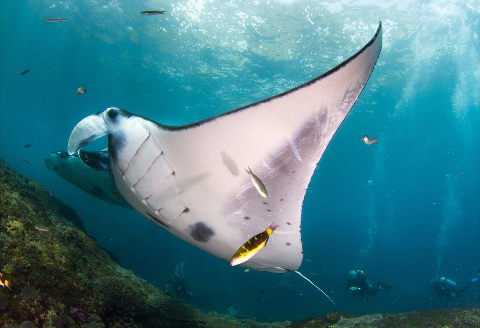 인도네시아 발리 Nusa Lembongan 및 Nusa Penida에서 공인 다이버를 위한 스쿠버 다이빙 체험 - 상세 이미지 2