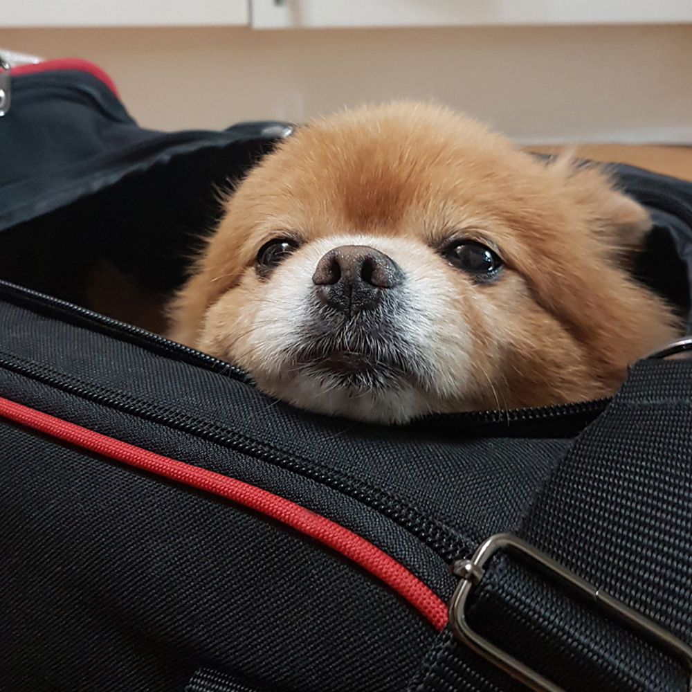 강아지 가방 이동가방 캐리어 애견 반려견 애완견 기내용 산책 이동장 - 상세 이미지 3