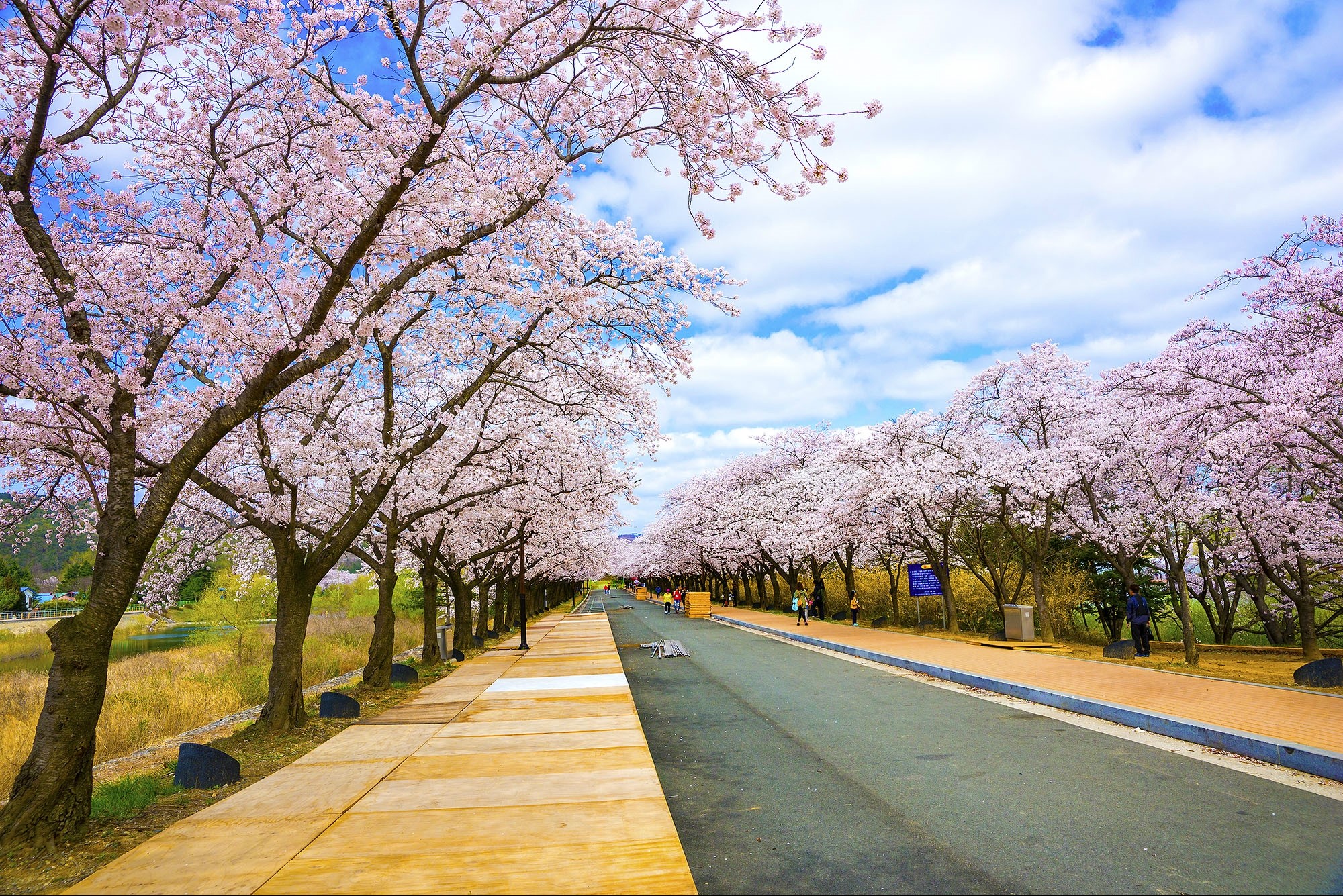 KTX 경주 보문단지 벚꽃축제 당일 기차여행 (보문단지 황리단길 첨성대 대릉원 국내 패키지) 이미지 3