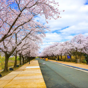 KTX 경주 보문단지 벚꽃축제 당일 기차여행 (보문단지 황리단길 첨성대 ... 솔직 후기 | 실사용자 리뷰 분석 - 상품 이미지 3