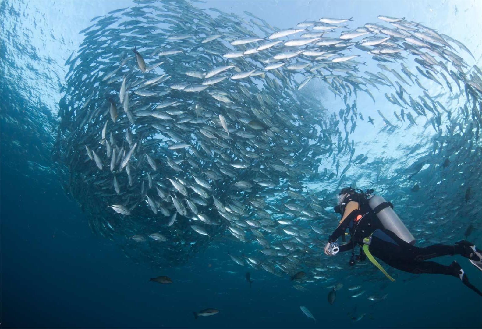 인도네시아 발리 Nusa Lembongan 및 Nusa Penida에서 공인 다이버를 위한 스쿠버 다이빙 체험 - 상세 이미지 3