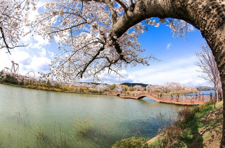 KTX 경주 보문단지 벚꽃축제 당일 기차여행 (보문단지 황리단길 첨성대 대릉원 국내 패키지) 이미지 4
