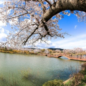 KTX 경주 보문단지 벚꽃축제 당일 기차여행 (보문단지 황리단길 첨성대 ... 솔직 후기 | 실사용자 리뷰 분석 - 상품 이미지 4