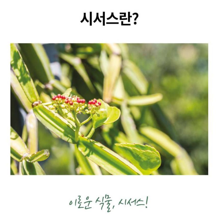 시서스 그린리퍼블릭 캐나다 파우더 200g 1통 400일분 씨서스 추출물 100% 이미지 8