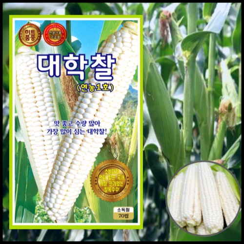 대학찰 옥수수씨앗 70립 연농1호 찰옥수수씨 옥수수 씨앗 - 상품 이미지