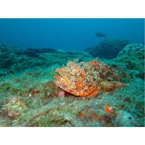 필리핀 팔라완 코론 바라쿠다 호수, 스켈레톤 난파선, 트윈 라군 보트 투어