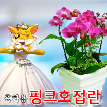 [축하서양란] 핑크호접란 결혼식 개업 기념 전시회 서울 광주 전국 꽃배달서비스