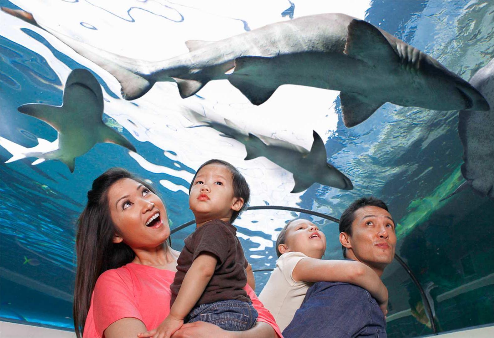 호주 시드니 어트랙션 콤보 티켓: WILD LIFE 시드니 동물원, 마담 투소, SEA LIFE 아쿠아리움 & 시드니 타워 아이 [QR 코드 직접 입장] - 상세 이미지 2