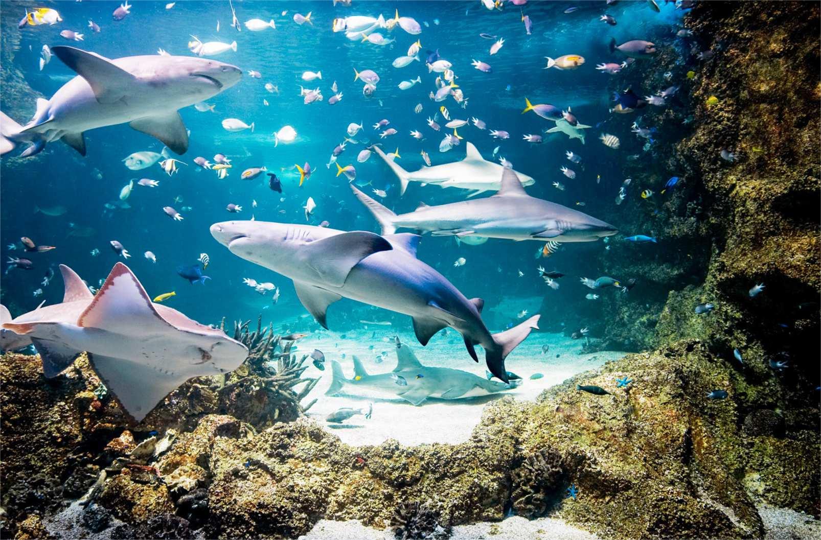 호주 시드니 어트랙션 콤보 티켓: WILD LIFE 시드니 동물원, 마담 투소, SEA LIFE 아쿠아리움 & 시드니 타워 아이 [QR 코드 직접 입장] - 상세 이미지 3