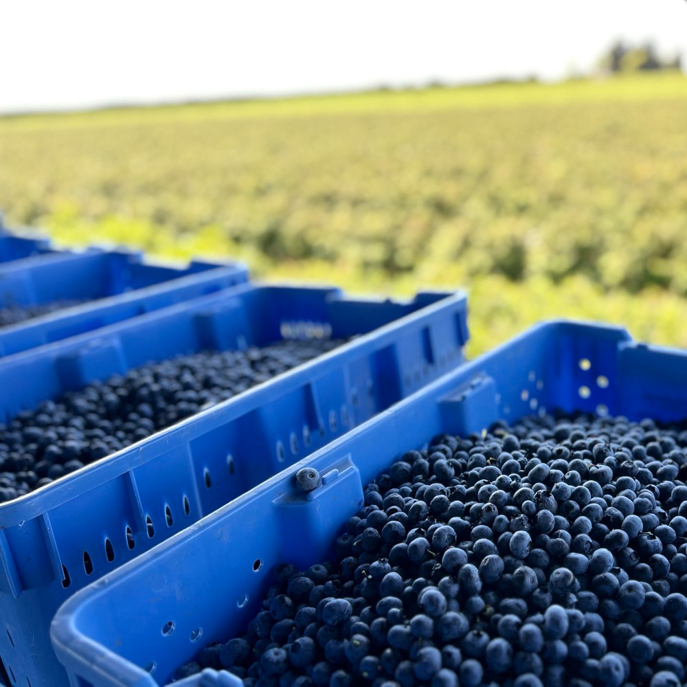 프리본 2025년 수확 개별급속동결 A등급 미국산 세척 냉동 블루베리 1kg, 2개 이미지 4