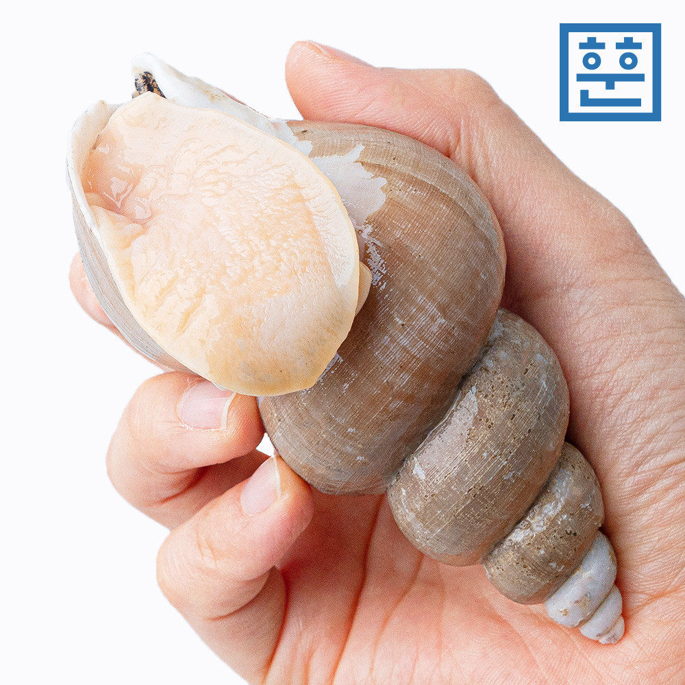 동해안 백골뱅이 1kg 자연산 백고동 제철 골뱅이