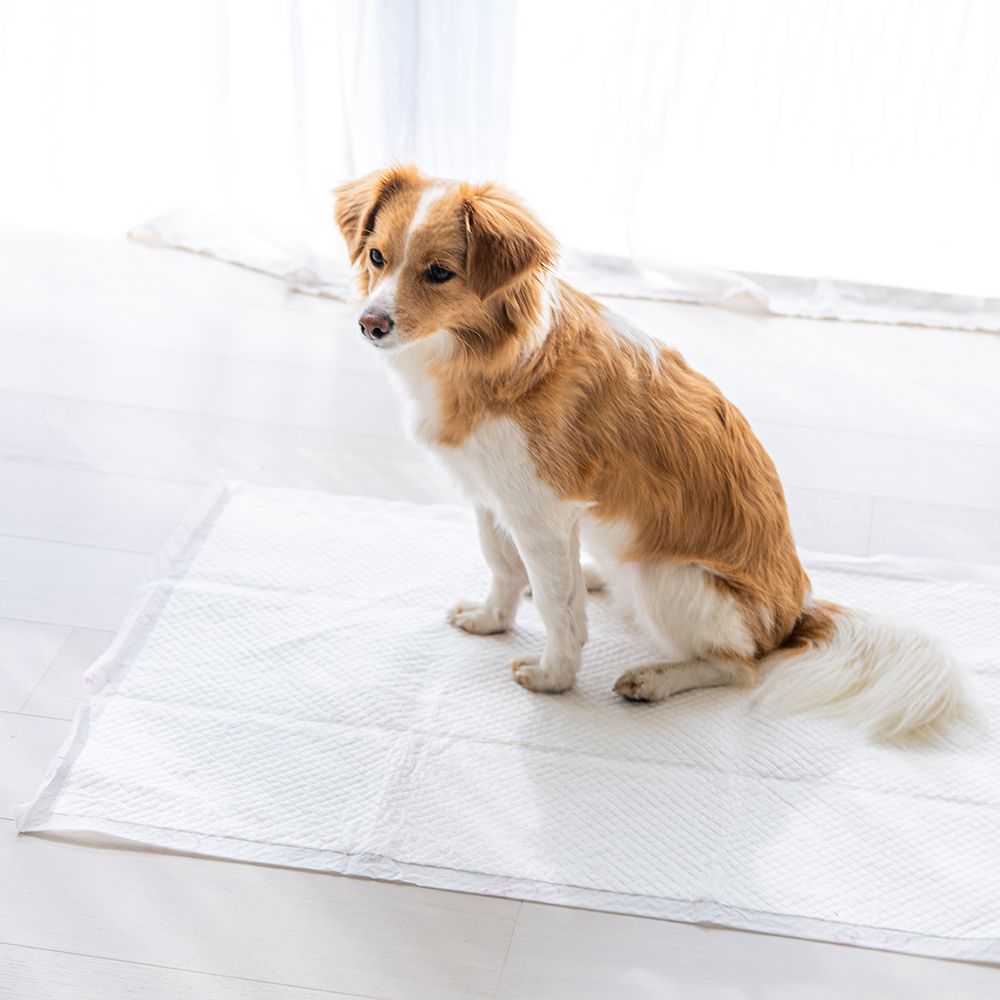 펫트리움 뽀송뽀송 강아지 애견 고흡수 배변패드 대형 소형 이미지 3