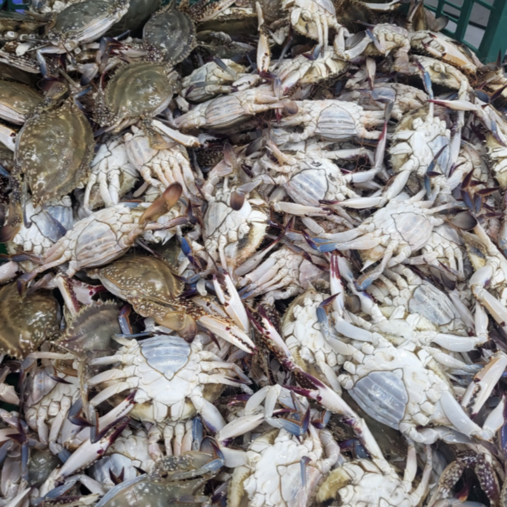 서해안 제철 활꽃게 가을 숫꽃게 냉동꽃게 암꽃게 꽃게 1kg 이미지 6