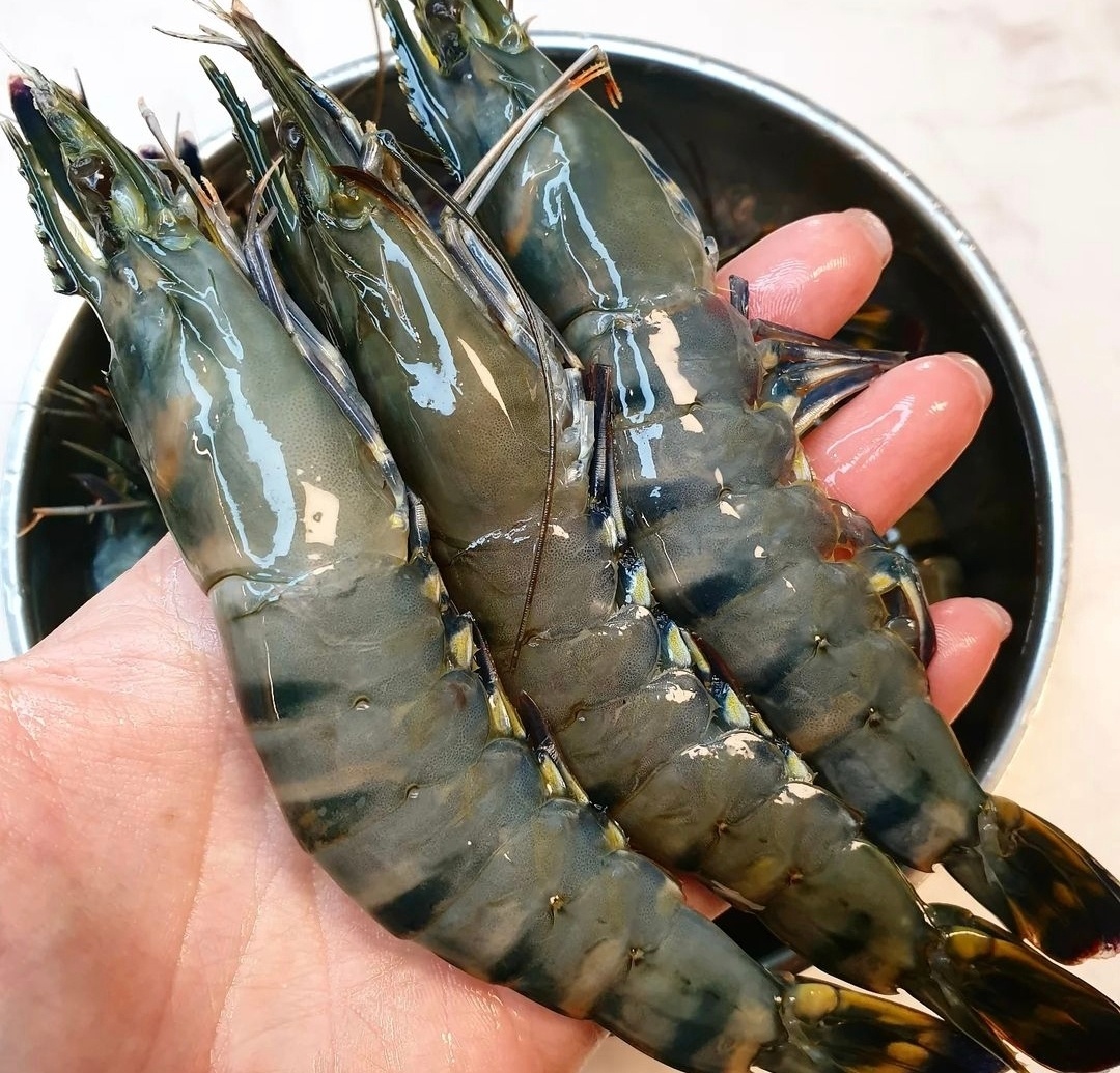 블랙 타이거 새우 얼룩새우 500g 킹타이거새우 - 상세 이미지 4