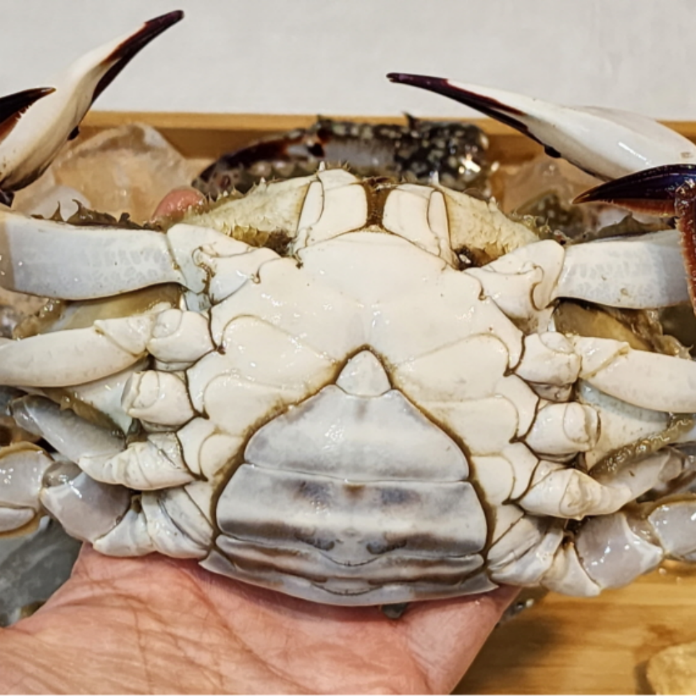 서해안 제철 활꽃게 가을 숫꽃게 냉동꽃게 암꽃게 꽃게 1kg 이미지 7