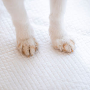 펫트리움 뽀송뽀송 강아지 애견 고흡수 배변패드 대형 소형 솔직 후기 | 실제 사용자 리뷰 총정리 - 상품 이미지 4