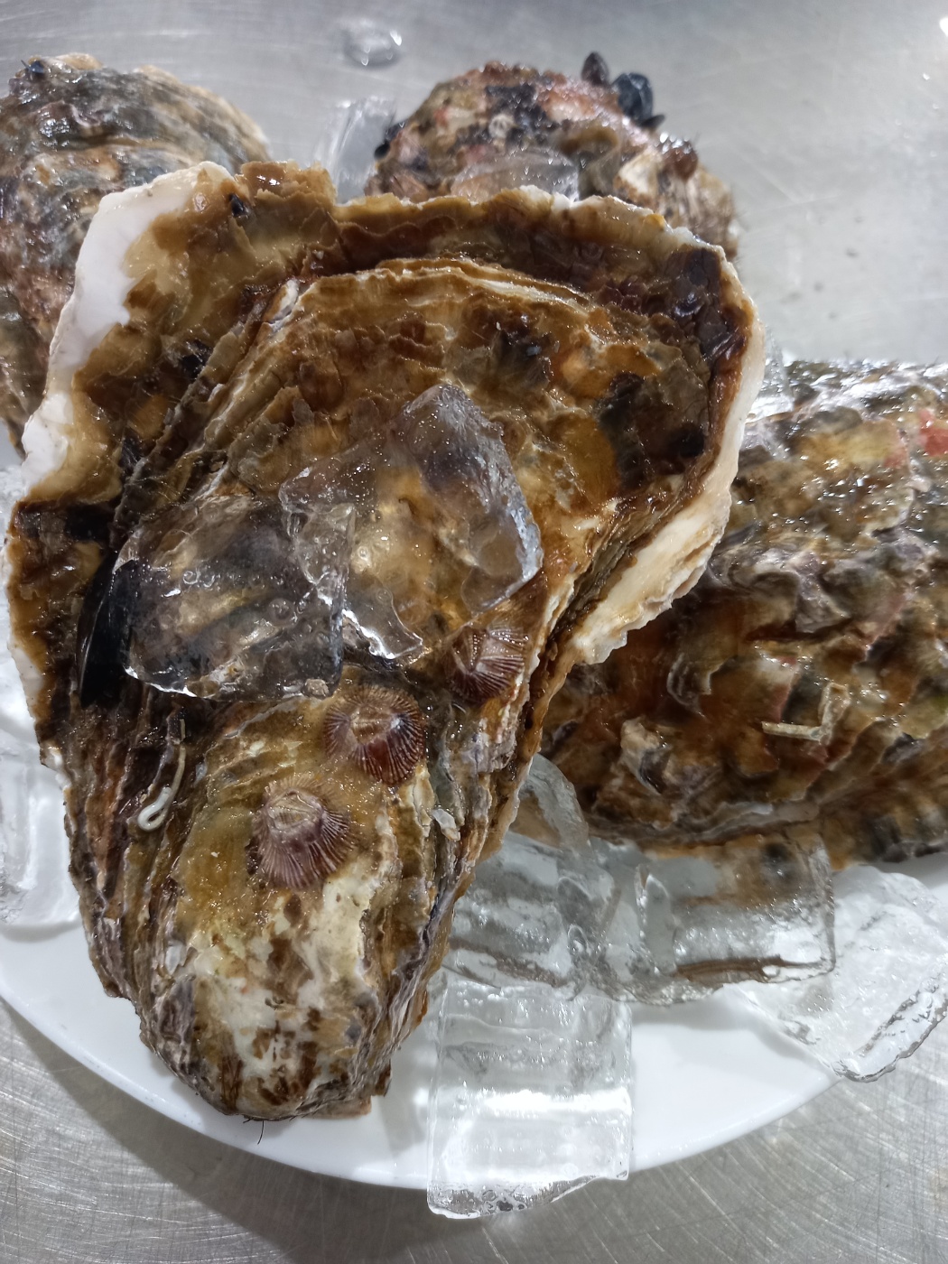 통영 바위굴 삼배체굴 석화 생굴 이미지 6
