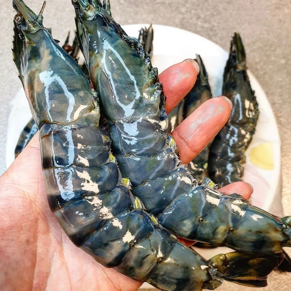 블랙 타이거 새우 얼룩새우 500g 킹타이거새우 - 상품 이미지