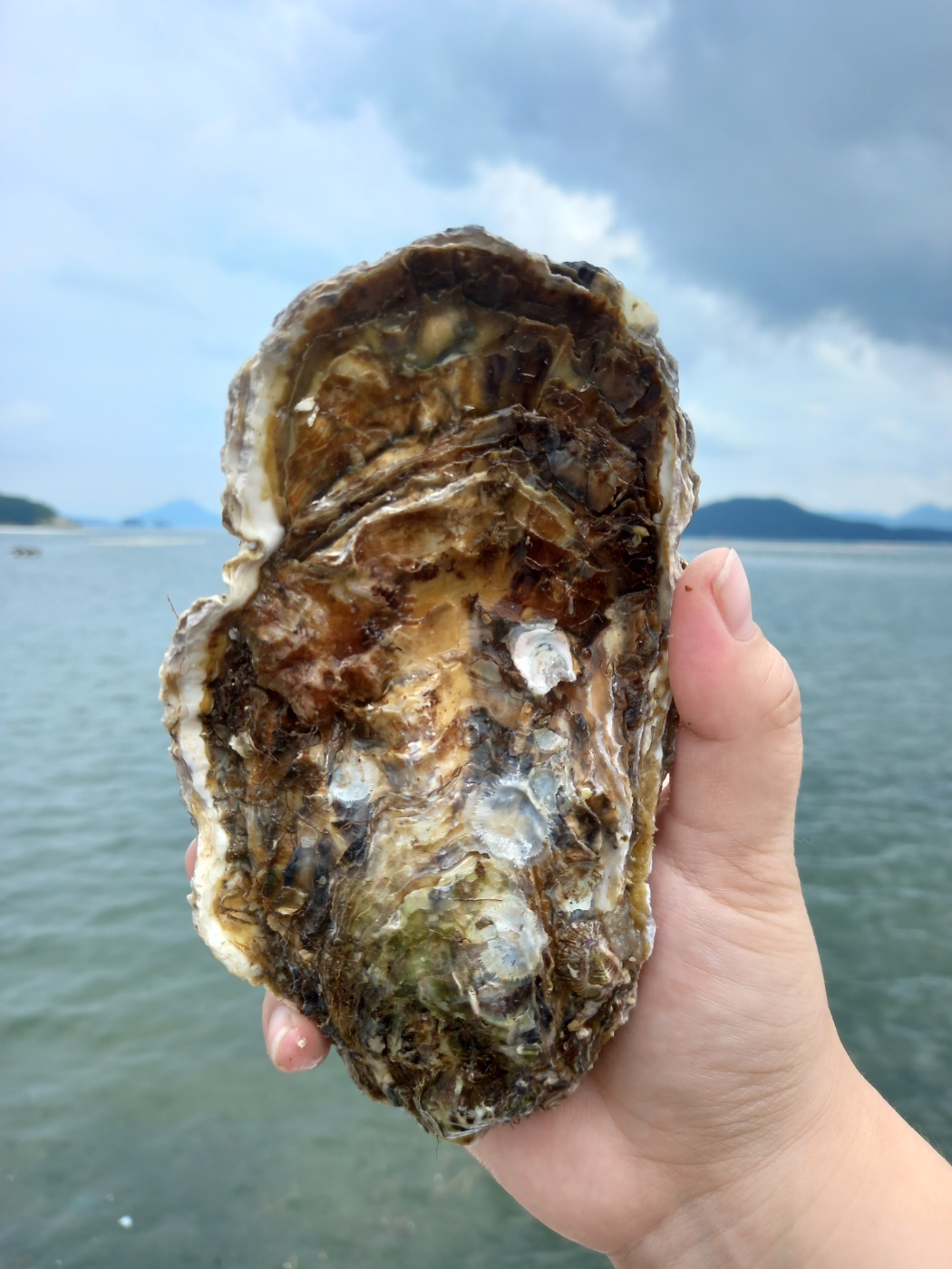 통영 바위굴 삼배체굴 석화 생굴