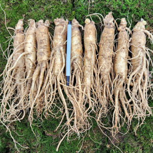 인삼 수삼 금산인삼 인삼꿀절임 원수삼 대 1채 750g 맛있게 먹은 솔직 후기 - 상품 이미지 2