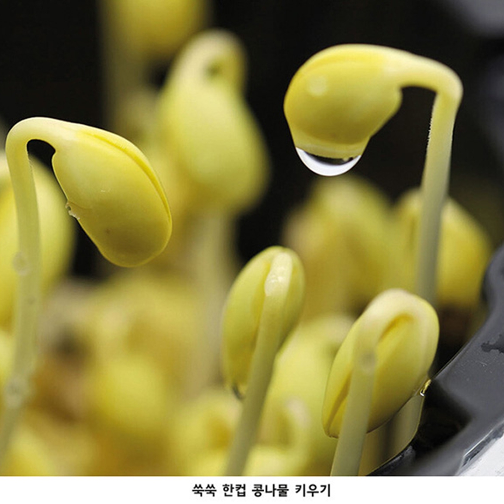 콩나물키우기키트 콩나물 기르기 재배 키트 - 상세 이미지 5