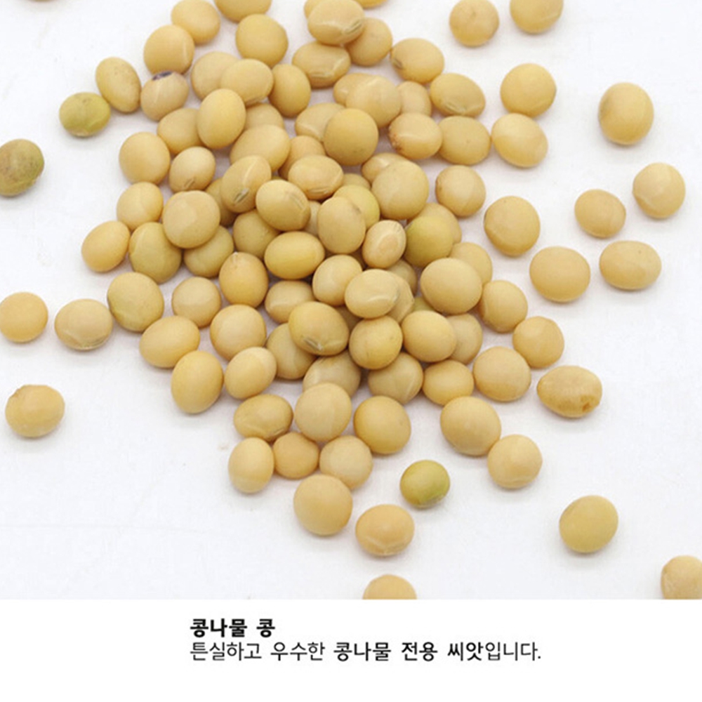 콩나물키우기키트 콩나물 기르기 재배 키트 이미지 6